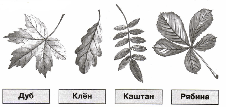 Задание рисунок 1