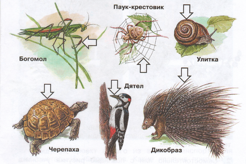 Задание рисунок 3